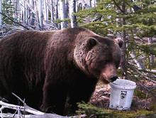 Grizzly trophy fee option